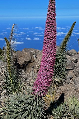 Echium wilpretii ssp. trichosiphon - La Palma La Palma 2024